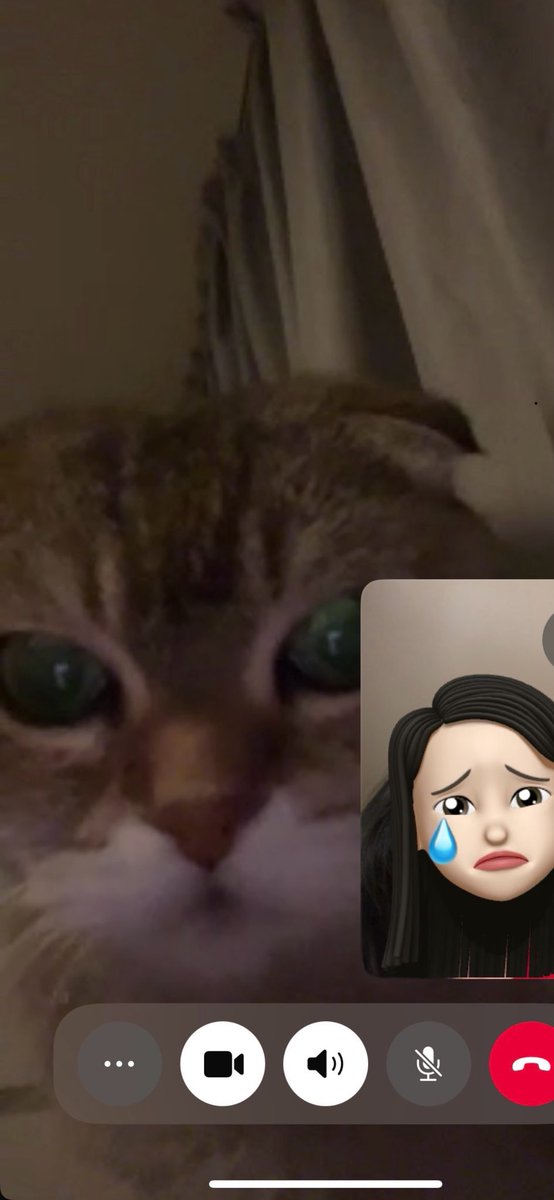 Humum left me alone with spare human for a couple of days. I didn’t like it and I made spare human call humum. When I heard her voice I started purring 😸