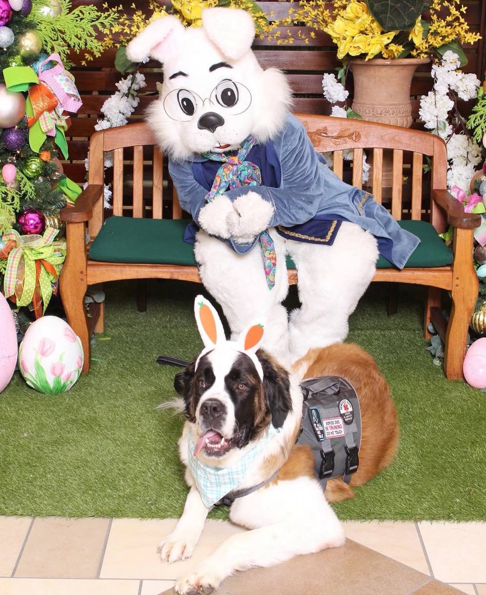 dindaemprit's tweet image. Easter vibes with the cutest bunny in town, and of course my fluffy best friend joining the spring celebration! 🌼🐰🐶#EasterBunny #SpringCelebration #dogloversunite