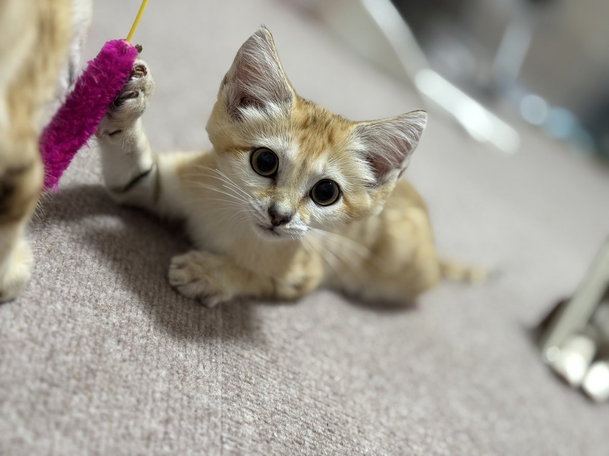 お客様から素敵なプレゼントをいただきました😊 羊毛フェルトで作られ