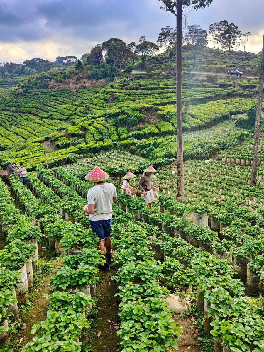 JAVA: Jakarta en BANDUNG en omgeving ✈️🇮🇩🌴🌋🌿🍓
Vele reizigers zijn alweer terug van een mooie reis door Azië, maar sommigen zijn nog op pad. Met mijn gezin heb ik door Java en Bali gereisd en graag delen we hiervan nog beelden en verhalen. 

linkedin.com/posts/mimpirei…