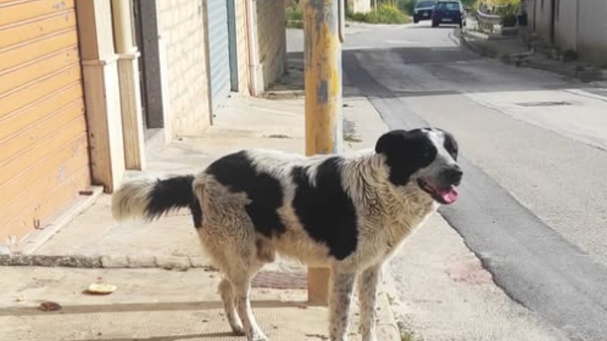 🚨THEY'RE EATING THE DOGS!

African migrant awaiting deportation has been a arrested for eating pets of locals.

2 dogs were stolen and eaten, one of them tortured with boiling oil.

DETAIN. DEPORT.
It's that simple.

One of the dogs, named Merlin.