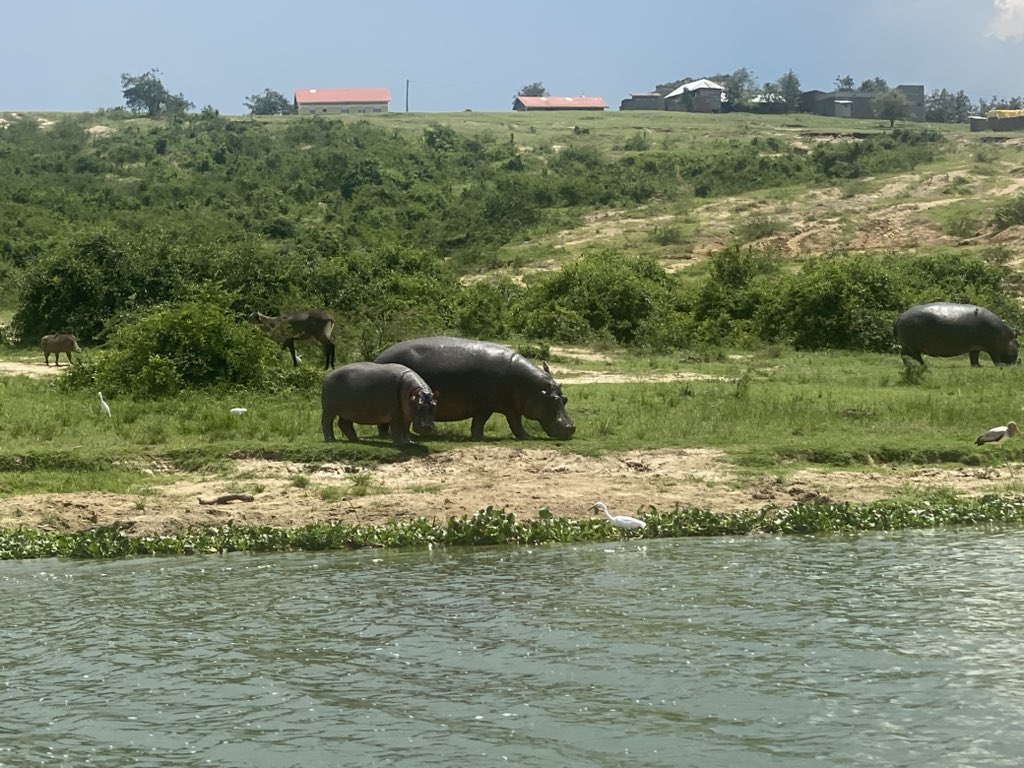 Hibujjitours's tweet photo. It’s amazing being in the field which you love most and resilient about it.
#queenelizabethnp https://t.co/ca4aUpv3pW
