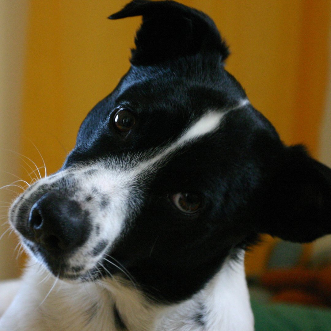 PetNotify's tweet photo. Taking care of your furry friend can be a lot to manage but you don’t have to do it alone. Pet Notify’s Pet Tasks are here to help keep you track! 
https://t.co/Ls310kK7YO
#PetLife #PetStyle #PetHealth#PetFriendly#ProtectPets https://t.co/22WUNeo3OM