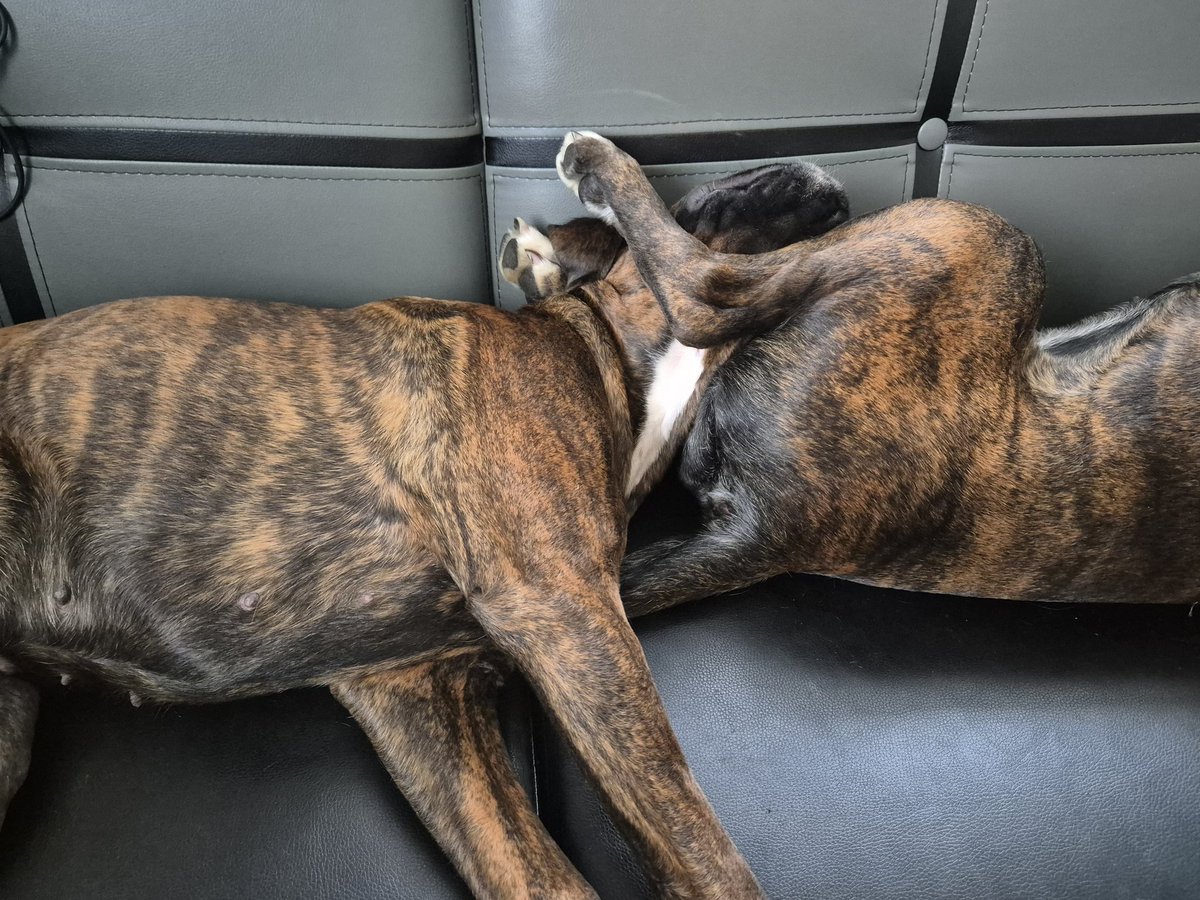 Wrestling oder schlafen....
Wir überlegen noch