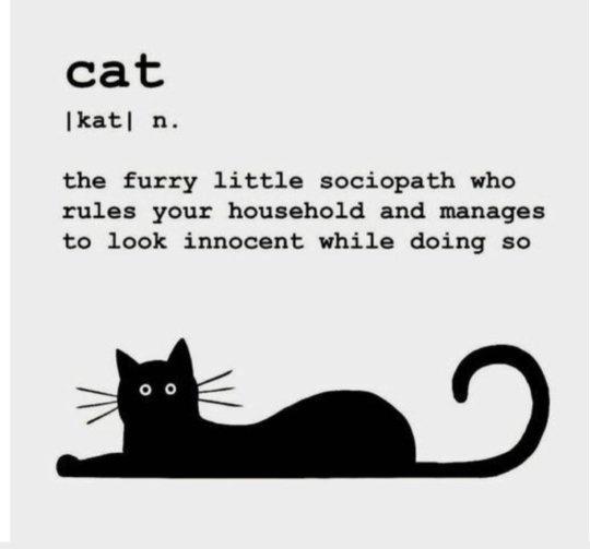 Samurai Nasuth Cat🎆🎇 tweet media