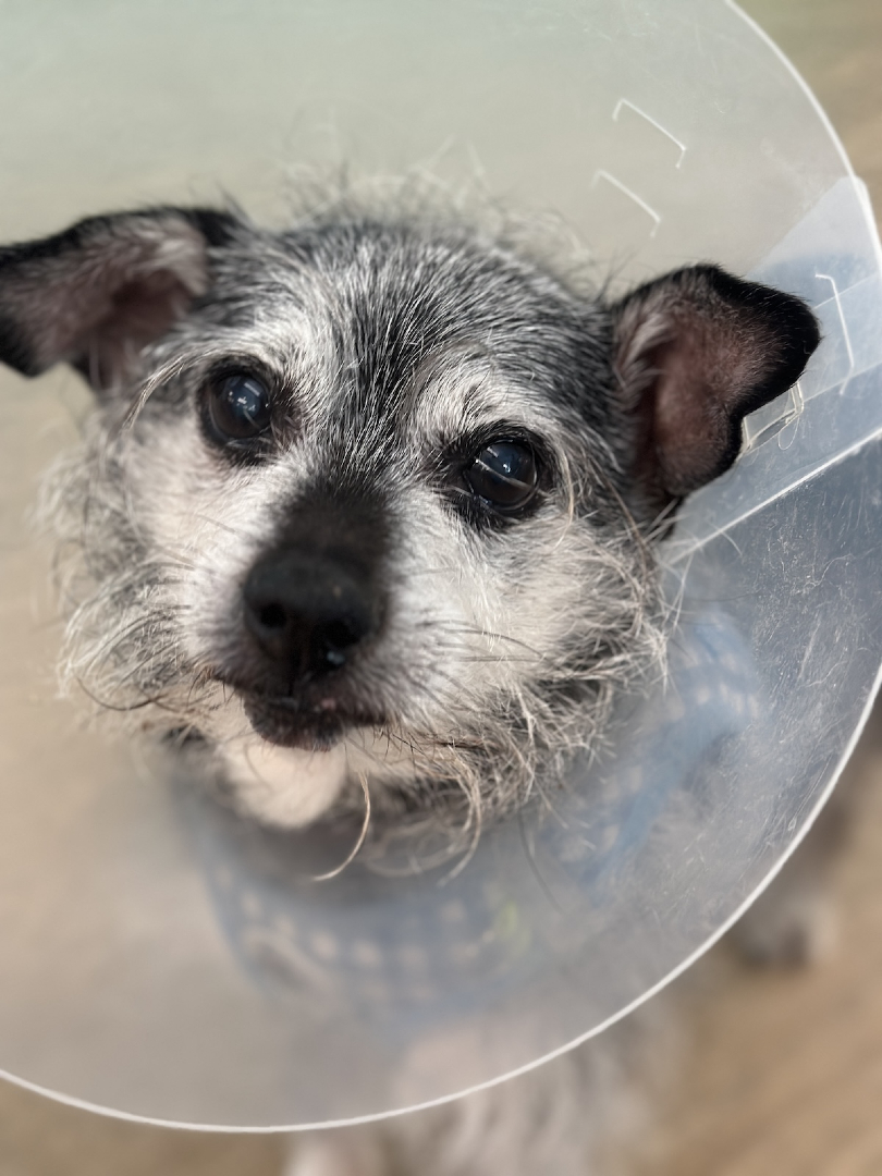 Nadal teaching his millennial buddies about the Gen Z stare.

#muttvillesf #seniordog #dogrescue #rescuedog #adoptdontshop #genzstare
