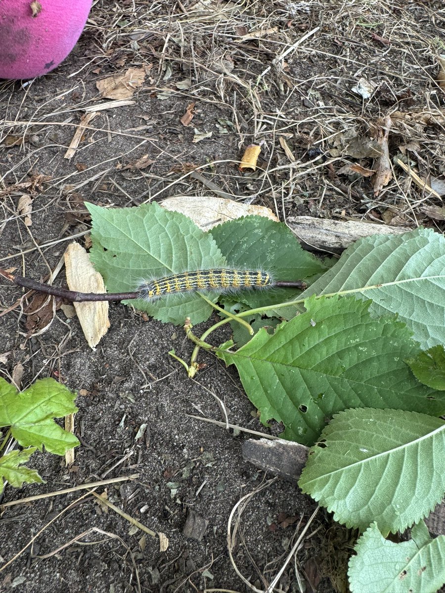 A nature hunt this afternoon led us to find caterpillars 🐛 The children had so many questions and were so curious. <a href="/AcreHall/">Acre Hall Primary School</a> <a href="/BrightFuturesET/">Bright Futures Educational Trust</a>