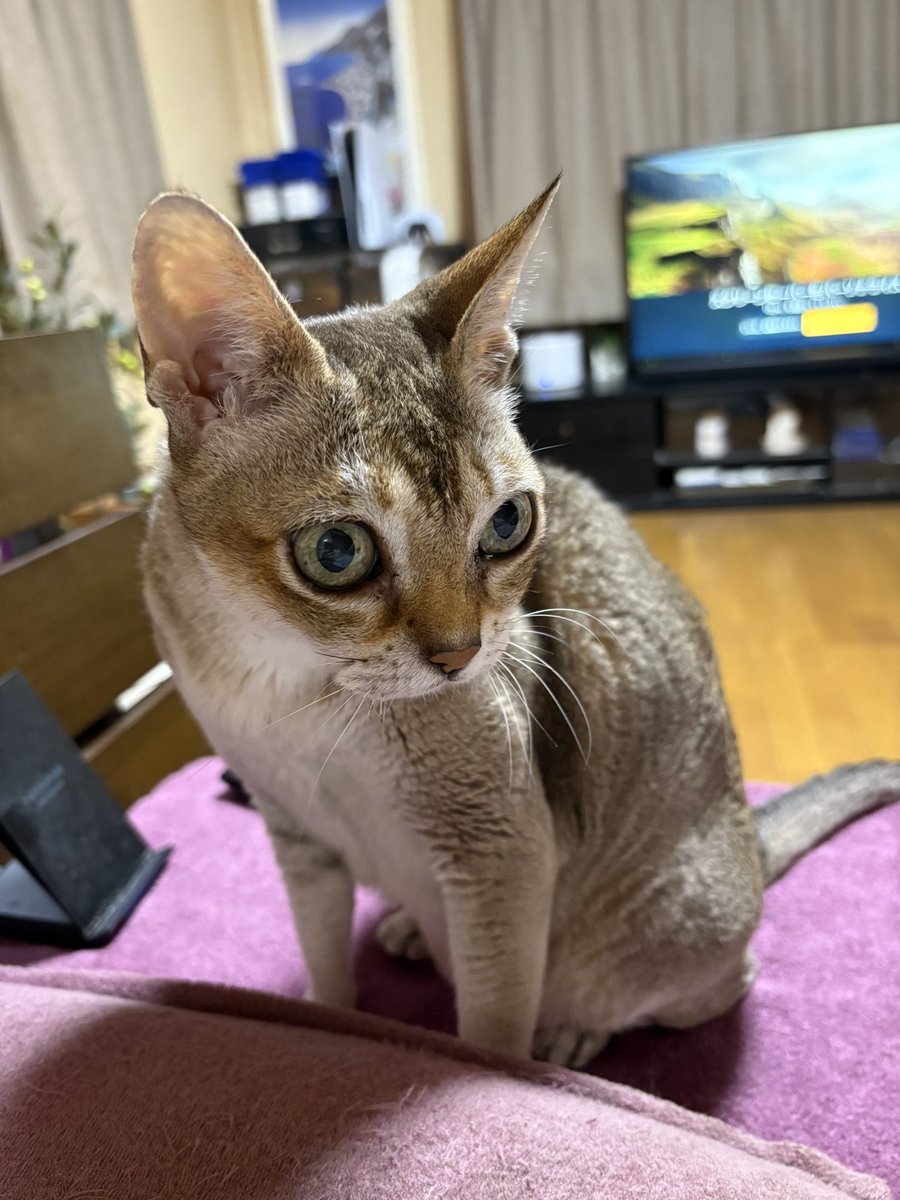 kada_s_follower's tweet photo. ナノスキン欲しい。
#猫 #シンガプーラ #ダンダダン https://t.co/kHtr3HedAh