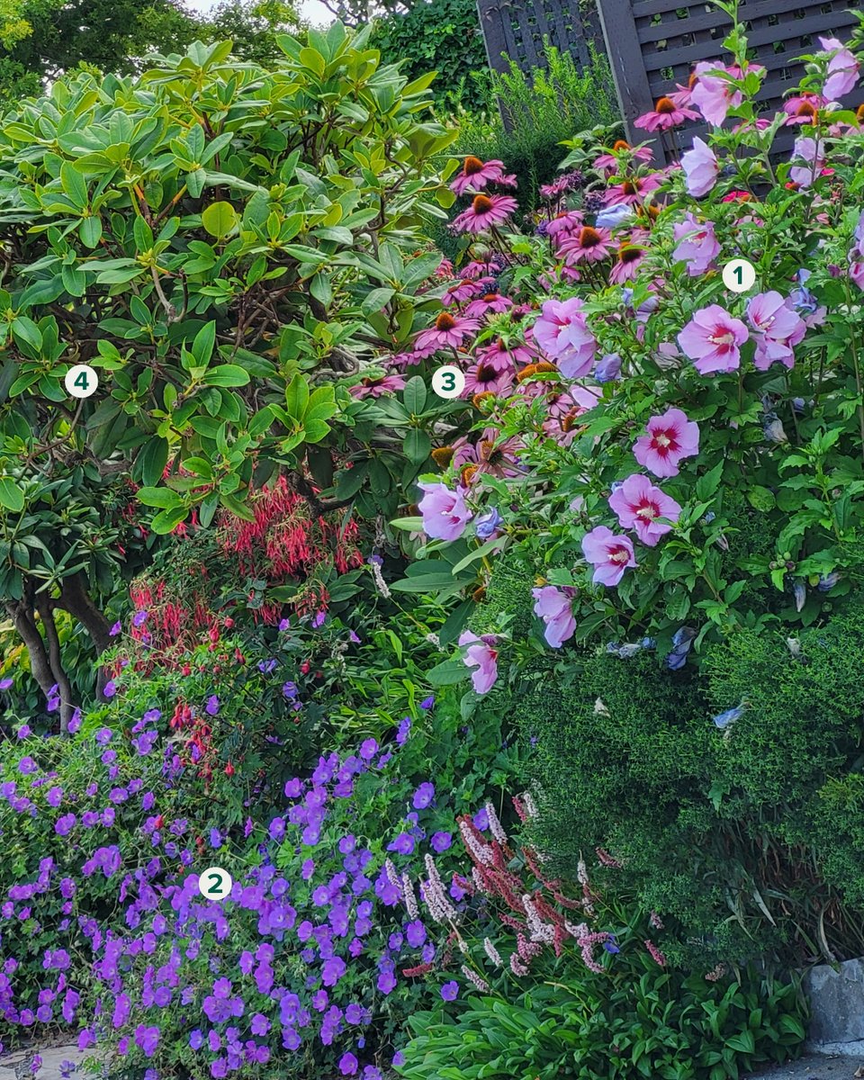 Late summer is in bloom! 🌺 Get a similar look with these plants:

1. Rose of Sharon Althea
2. Geranium Rozanne
3. Wild Berry Coneflower
4. Rhododendron Shrub

Get plants delivered → bit.ly/45vJcZP 🌿📦