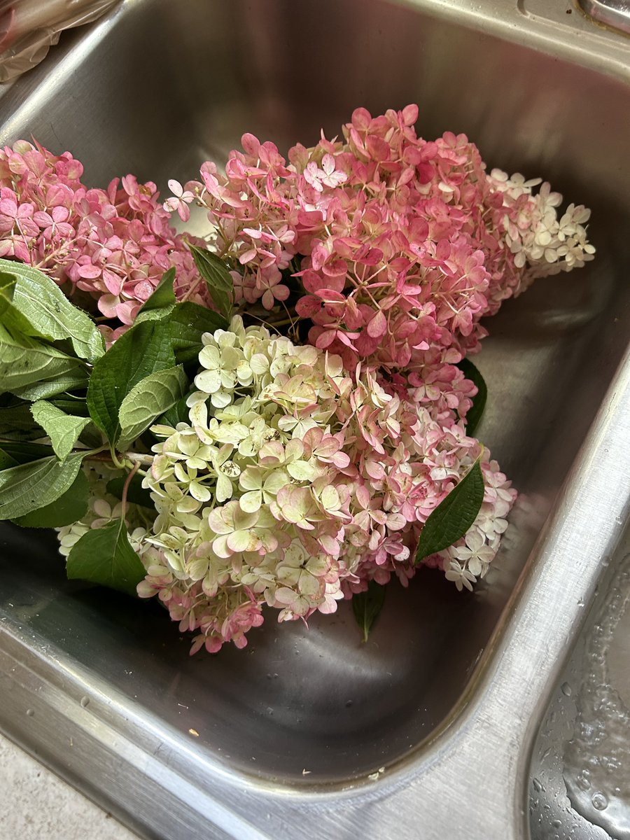 FoodStringer's tweet image. Hydrangea time! To-day I learned how to preserve hydrangeas! For making stunning wreaths, everlasting floral arrangements, and more! Remove all the leaves, and put the hydrangeas in a vase with about 1/4-inch of water. Let the water dry. Then let the hydrangeas dry. Gorgeous!