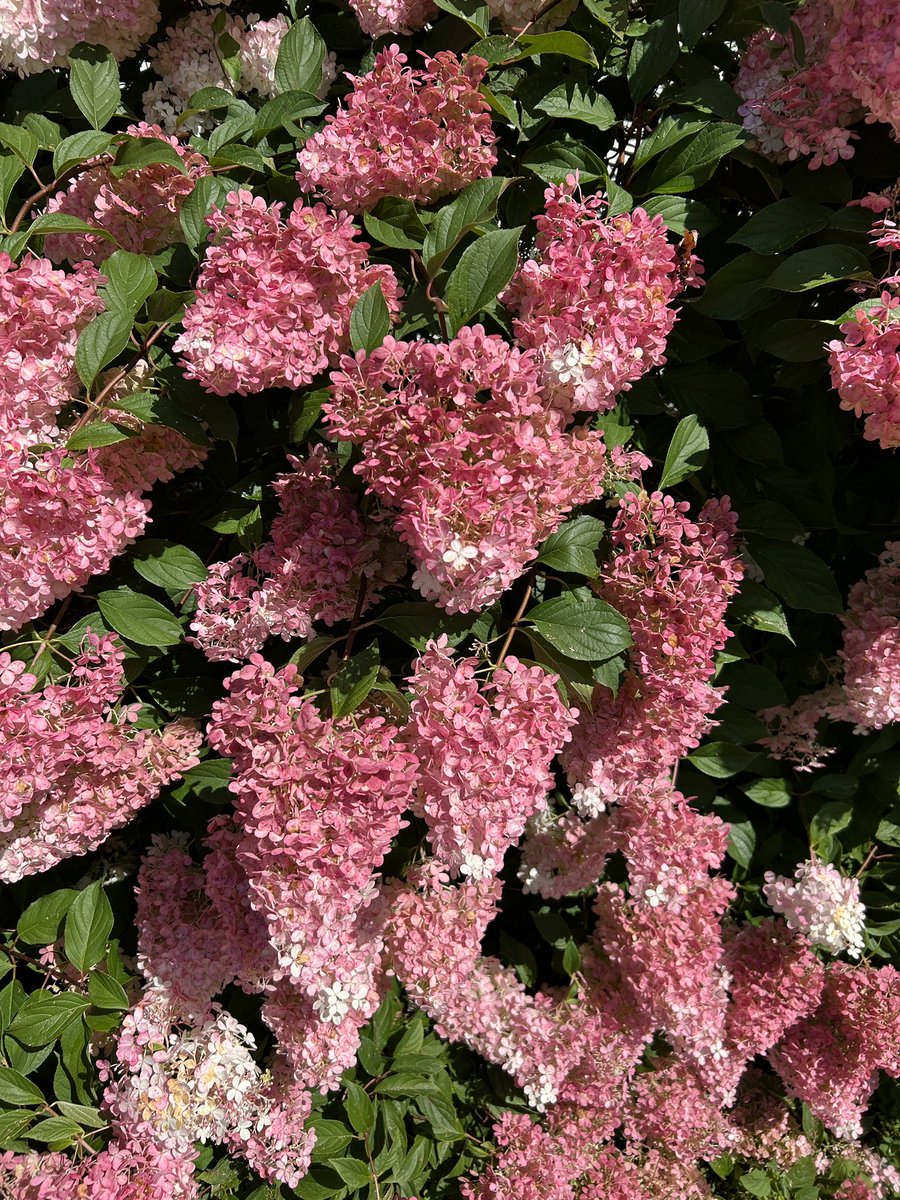 FoodStringer's tweet image. Hydrangea time! To-day I learned how to preserve hydrangeas! For making stunning wreaths, everlasting floral arrangements, and more! Remove all the leaves, and put the hydrangeas in a vase with about 1/4-inch of water. Let the water dry. Then let the hydrangeas dry. Gorgeous!