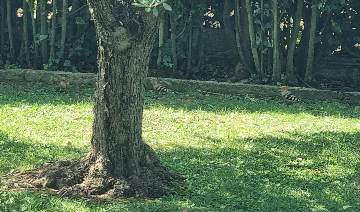 MarcoStac's tweet image. Una cosa bella e per me insolita, avendole viste sempre singole: 3 upupa nel giardino dei miei genitori