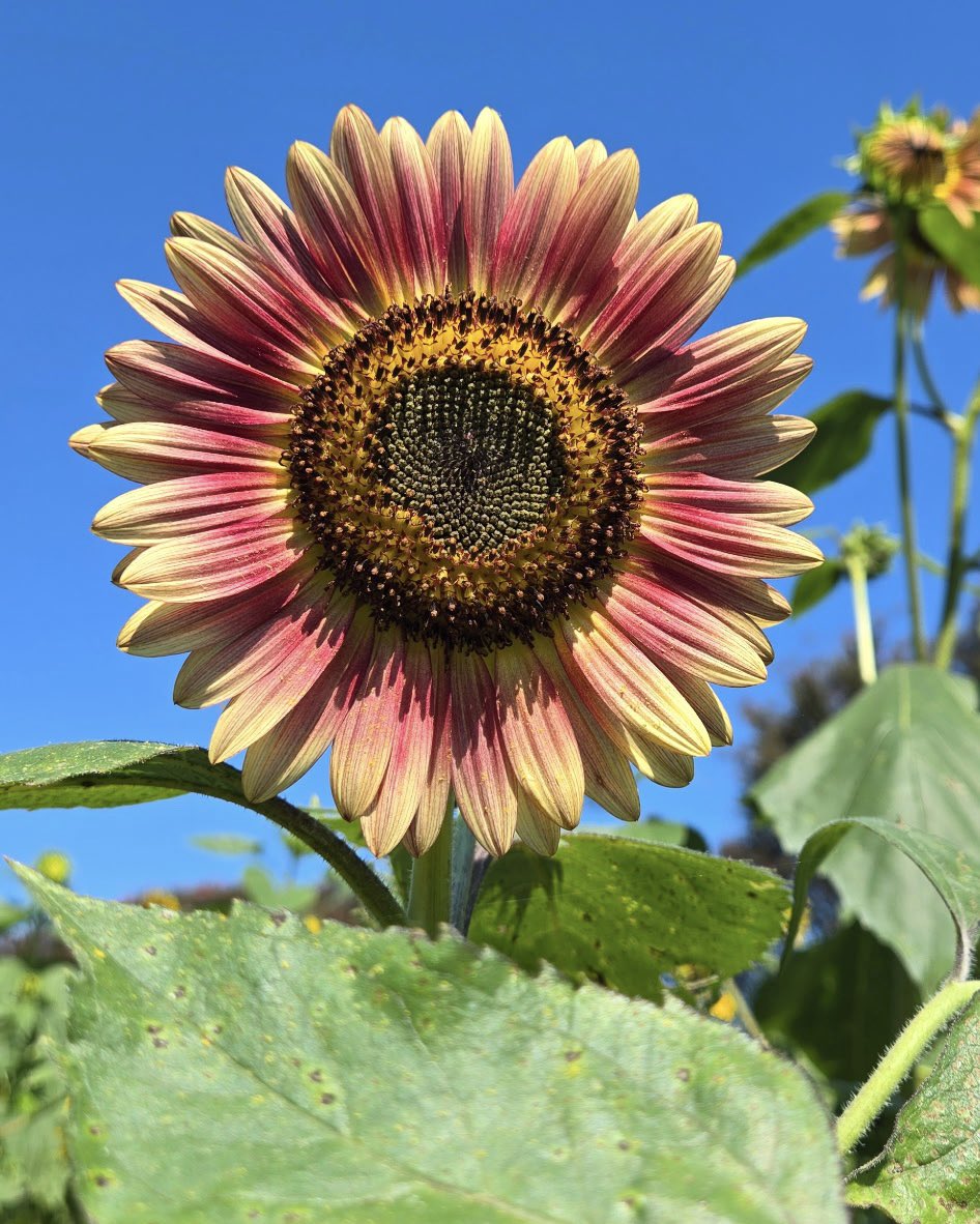 Sunflower, my eyes
Want you more than a melody 🌻