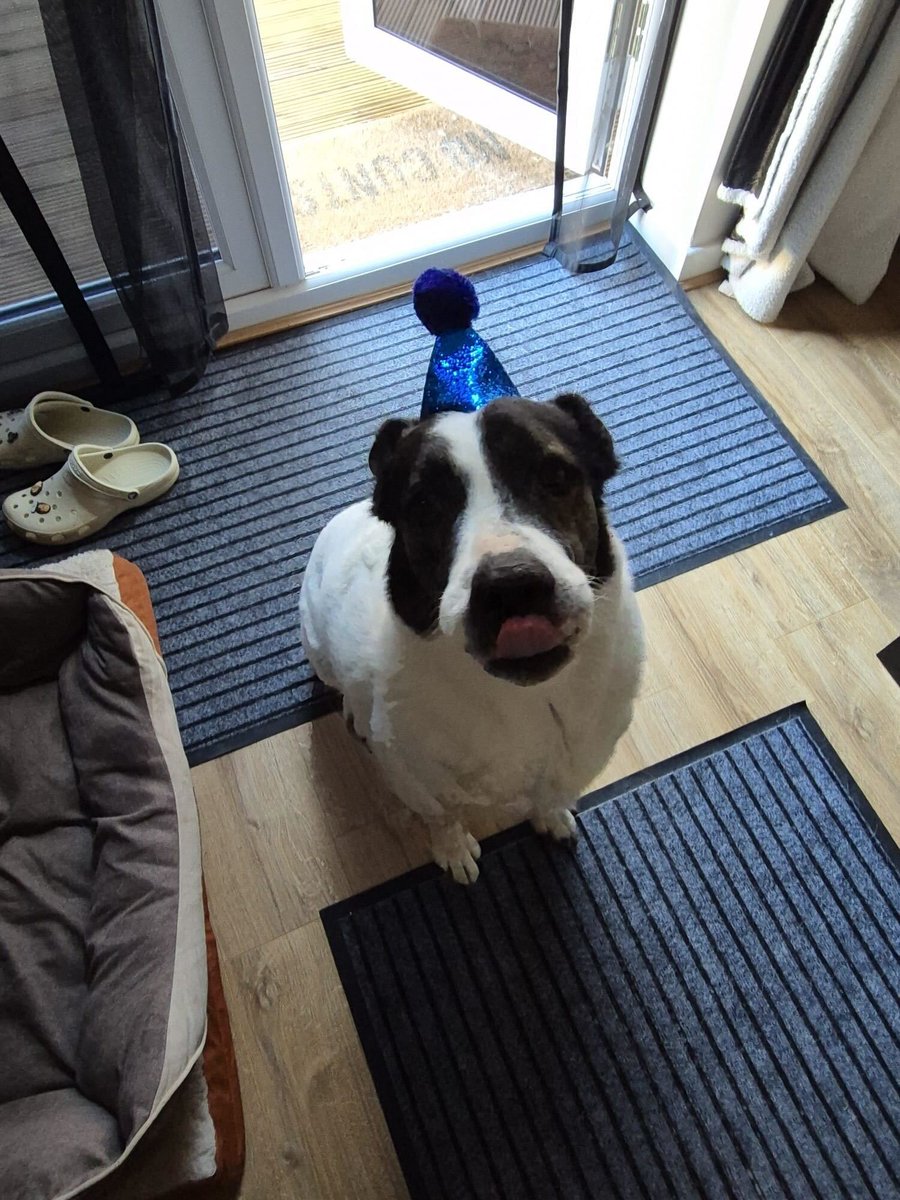 Pawprints2F's tweet image. Buster celebrated his 6th birthday a few days ago, doesn&apos;t he look handsome in his party hat? 😍

Currently in South Yorkshire, Buster is a loving boy who just wants good food, gentle exercise and cuddles! ❤️
He can live with dogs and older kids!

Apply: pawprints2freedom.co.uk/apply