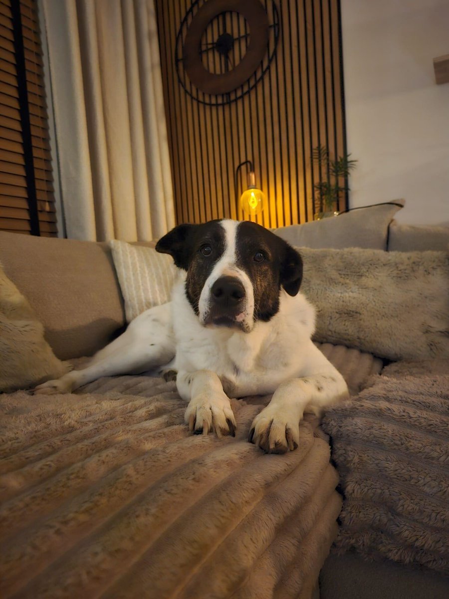 Pawprints2F's tweet image. Buster celebrated his 6th birthday a few days ago, doesn&apos;t he look handsome in his party hat? 😍

Currently in South Yorkshire, Buster is a loving boy who just wants good food, gentle exercise and cuddles! ❤️
He can live with dogs and older kids!

Apply: pawprints2freedom.co.uk/apply