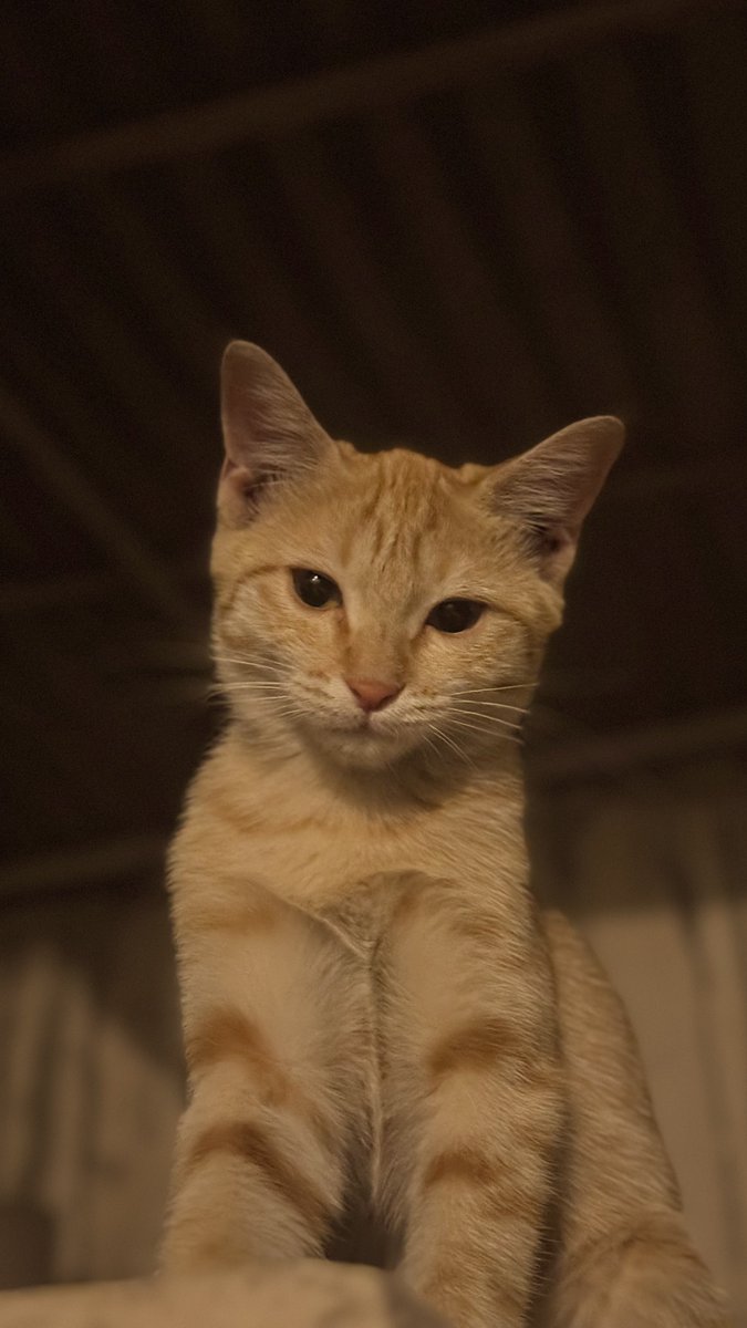 نارنجی صداش میکنیم؛ دخترِ مهربون و نازنازی