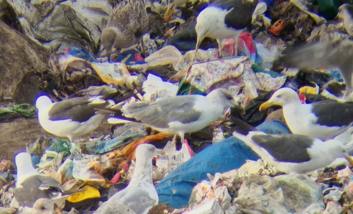 Daniel Langston (@dlangstonbirder) on Twitter photo 5 Caspian Gull and 12 YLG at Leadenham, including this interesting, presumably 3cy bird.
<a href="/Lincsbirding/">Lincsbirding</a> 5 Caspian Gull and 12 YLG at Leadenham, including this interesting, presumably 3cy bird.
<a href="/Lincsbirding/">Lincsbirding</a>