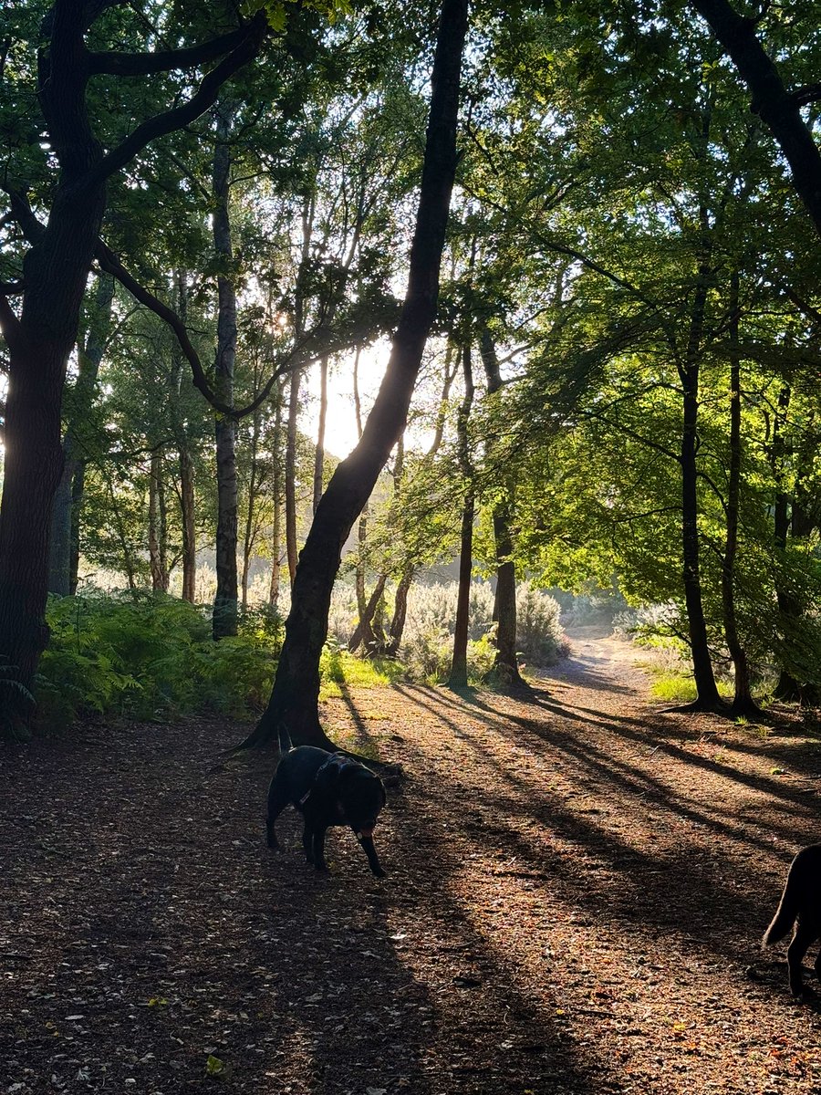 Lovely #happytails woodland bimble 💜💙