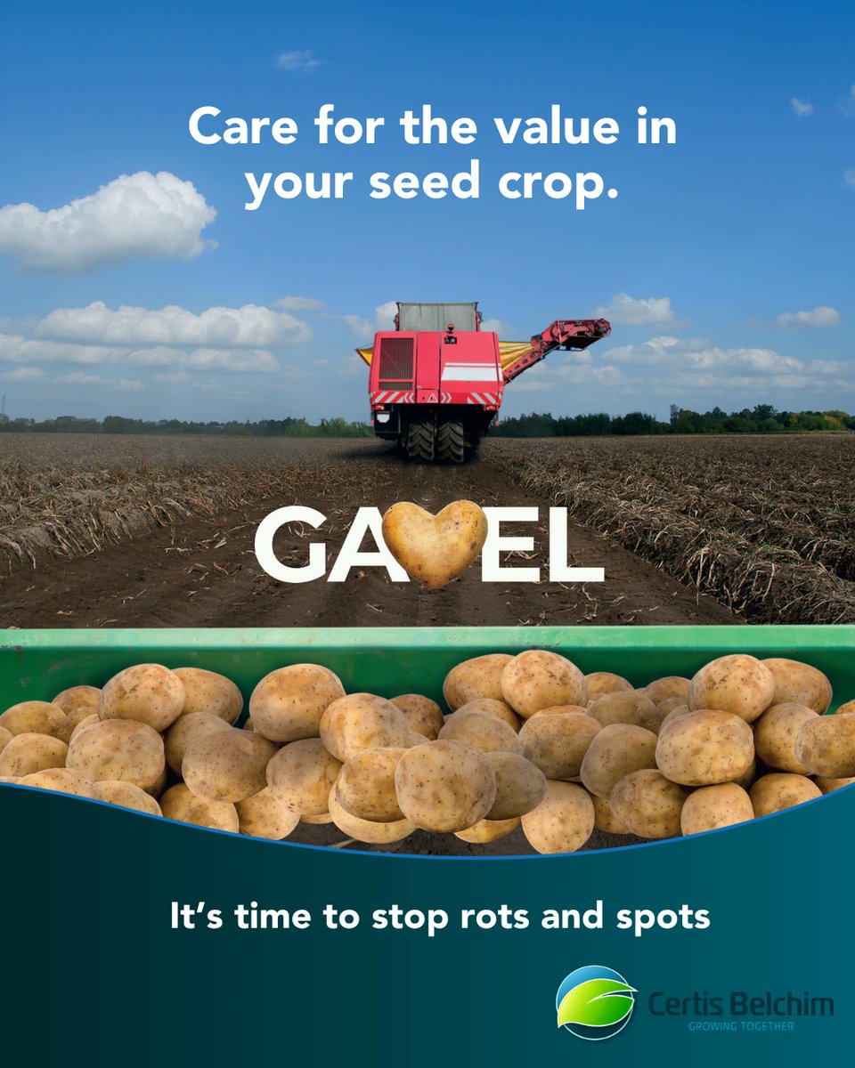 🛡️ Keep your seed potatoes healthy with Gavel (100 g/L imazalil).

✅ Reduces silver scurf, gangrene, skin spot &amp; Fusarium dry rot
✅ Supports cleaner, healthier seed

Learn more &amp; request free seed bag labels: certisbelchim.co.uk/crop-focus/tub…
#Potatoes #CropProtection #Gavel