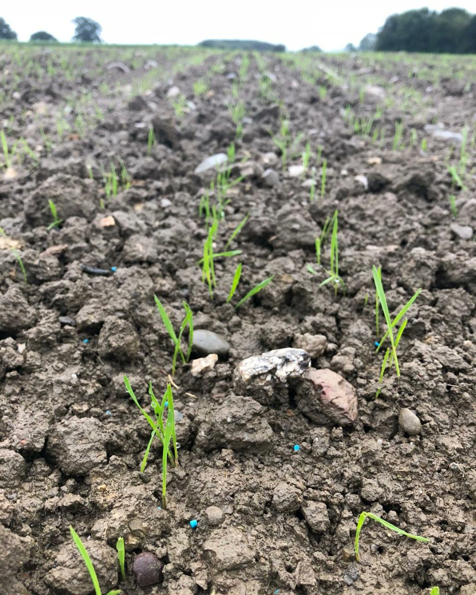certis_belchim's tweet image. As September brings wetter, autumnal weather, slug activity is on the rise. Monitor your fields, check hotspots, and be ready to act to protect your crops during this vulnerable stage. #Farm365 #FarmingUK #SlugControl #CropCare