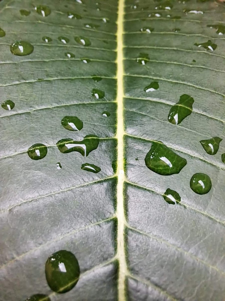 Every drop carries the essence of the whole rain. 🌿💧 A tiny world of reflections, calm, and life itself resting on a leaf. Beauty often hides in the smallest moments. 

#Nature #Rain #Peace #MindfulMoments