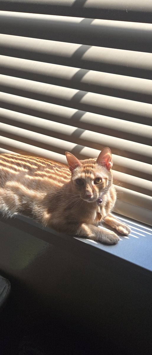 Monkhead11's tweet photo. Kitty https://t.co/o5Z8d1M1NV