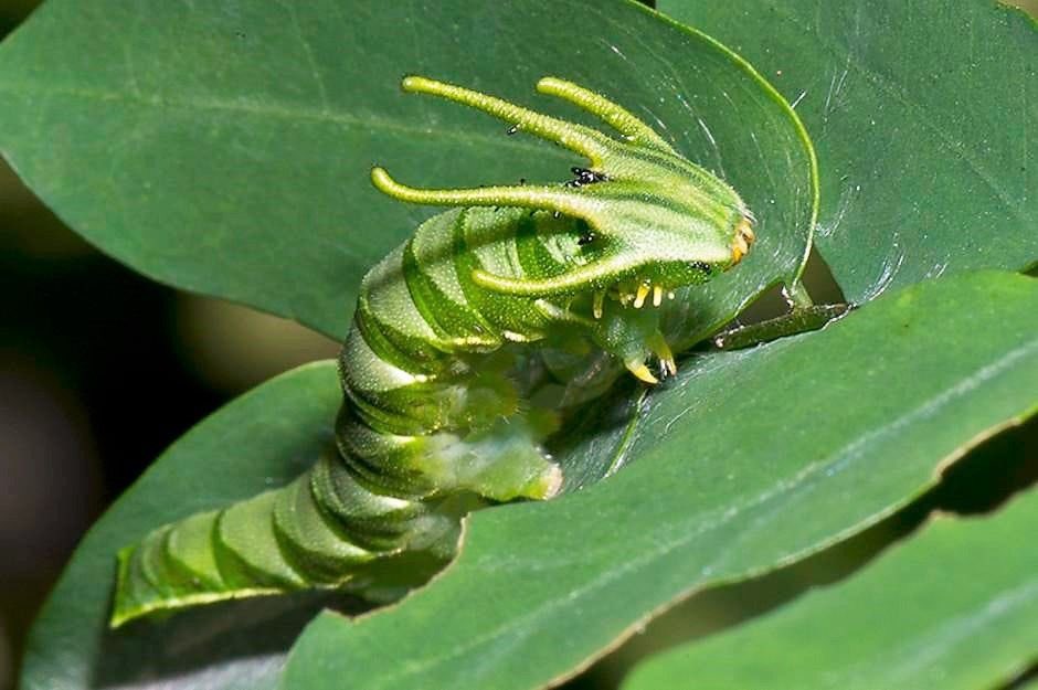 Dragons are indeed real