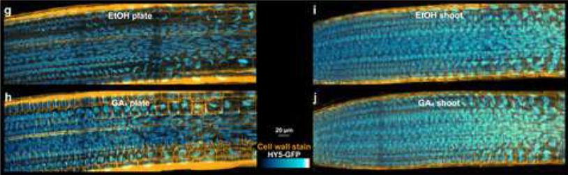 Gibberellin transport affects lateral root growth through HY5 in response to far-red light (Kasper van Gelderen , Kyra van der Velde , Chia-kai Kang , et al) doi.org/10.1093/plcell… <a href="/ASPB/">ASPB</a> #PlantSci