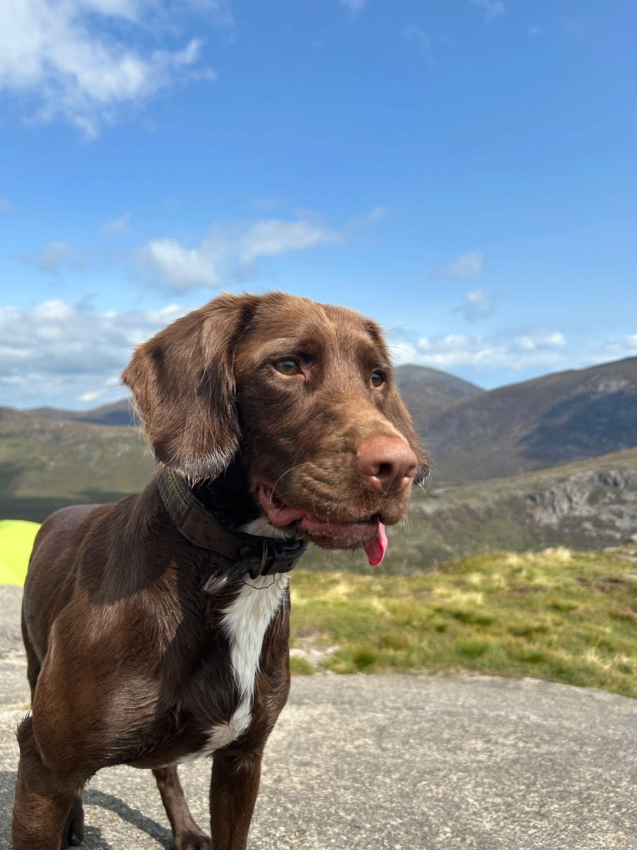 joannew0112's tweet photo. Copied -
‼️CASH REWARD FOR SAFE RETURN‼️
‼️MISSING DOG IN MOURNE MOUNTAINS‼️
Mabel - Brown spaniel x Lab
📍#Mourne Mountains area #NorthernIreland
Last Seen - Friday 15 August 2025 at 1530 hours
❗️STILL NO SIGHTINGS❗️
PLS RT THIS AND GET MABEL HOME TO HER FAMILY ♥️ https://t.co/bc2bdCQPCv