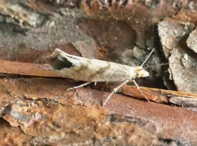 Not been many records of Ypsolopha sylvella for VC57. Only a handful, so I'm led to believe #teammoth