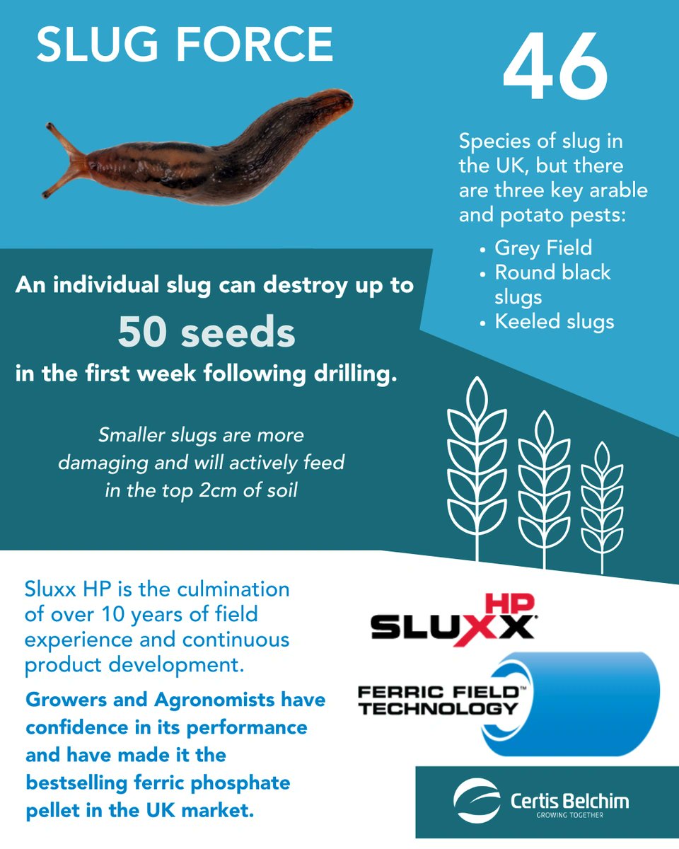 certis_belchim's tweet image. Slugs are a major challenge for UK farmers, and we&apos;ve spent over 10 years perfecting our ferric phosphate pellets to tackle this issue. 🐌

 #SlugControl #FarmSmart #Agriculture #SlugForce
