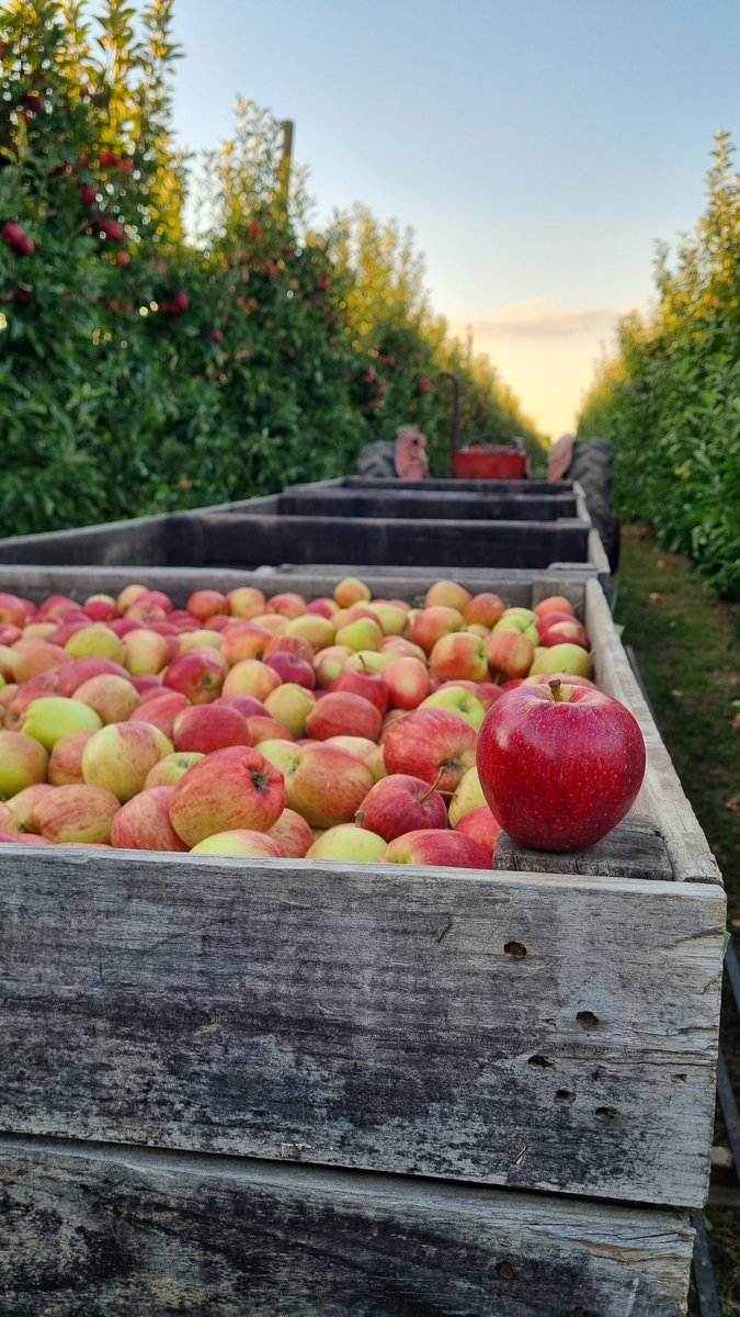 #jeudiferraille 
Malgré des prévisions météo qui annoncent de l'eau, les arrachages continuent ainsi que la cueillette des 🍎