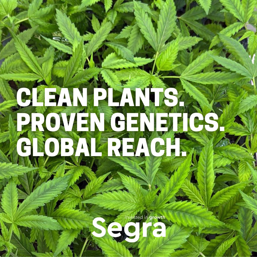 From science to scale, Segra is helping cultivators thrive.
* Verified tissue culture plants
* Proven genetics 
* Reliable pathogen testing 
* Propagation to scale for consistent production

Scale up into full commercial production while maintaining quality &amp; consistency.