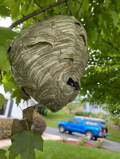 BREAKING: The government is using fake hornet's nests to hide face recognition cameras. Whenever you see one, hit it with a stick to destroy the cameras.