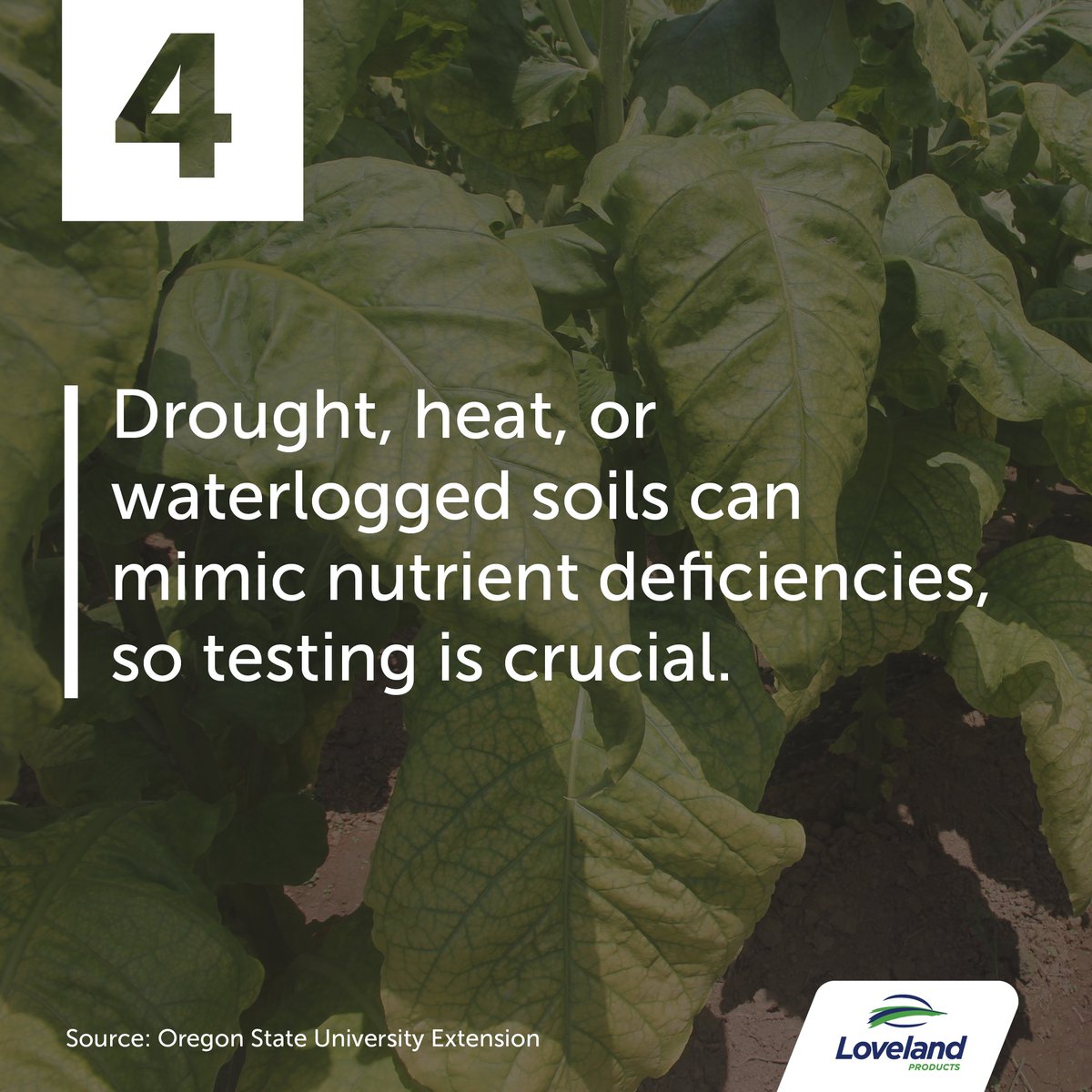 🌱What are your leaves telling you? Contact your Nutrien Ag Solutions® Crop Consultant today to get a tissue test.