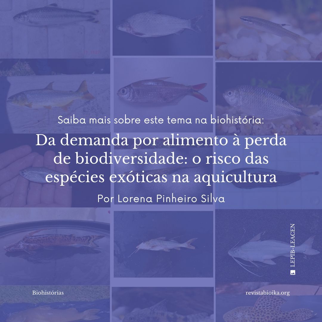 revistabioikapt's tweet photo. Peixes 🐟, crustáceos 🦐 e moluscos 🦪 no seu prato podem esconder um problema: #espéciesexóticas na #aquicultura ameaçam ecossistemas, geram prejuízos sociais e econômicos e desafiam a sustentabilidade.
Descubra mais:
👉 https://t.co/TBaCNA59bE
#Biodiversidade #Sustentabilidade https://t.co/NLmszUA0wR