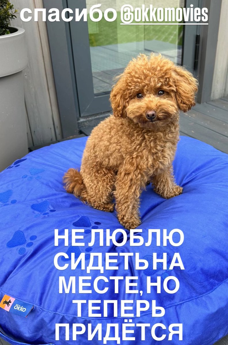 Царская подушка для любими собаки