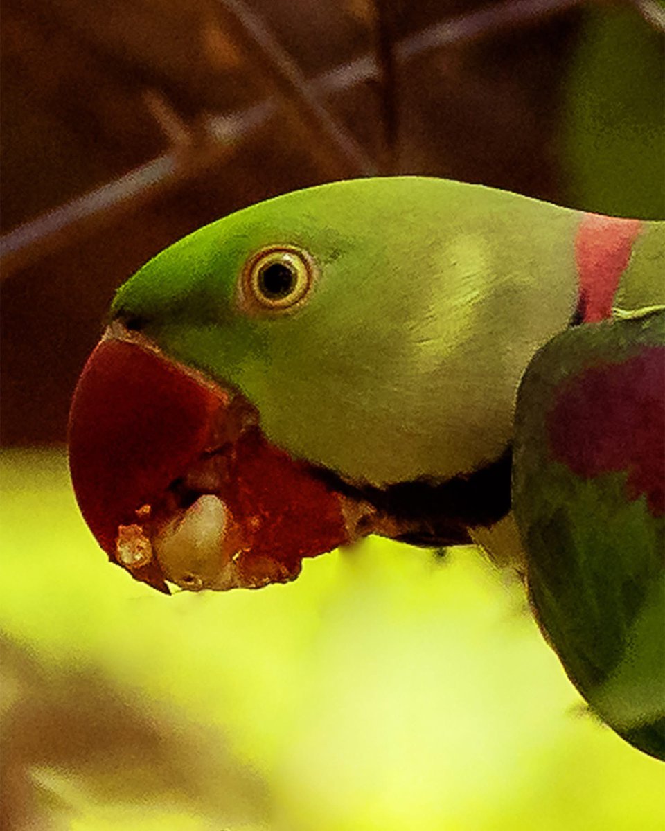 Rose Ringed Parakeet @ Yala National Park 

The beauty of a photograph is that it can make the mundane sublime! An everyday occurance looks magnificent throught the camera's eye!

#srilanka #visitsrilanka #srilankatravel