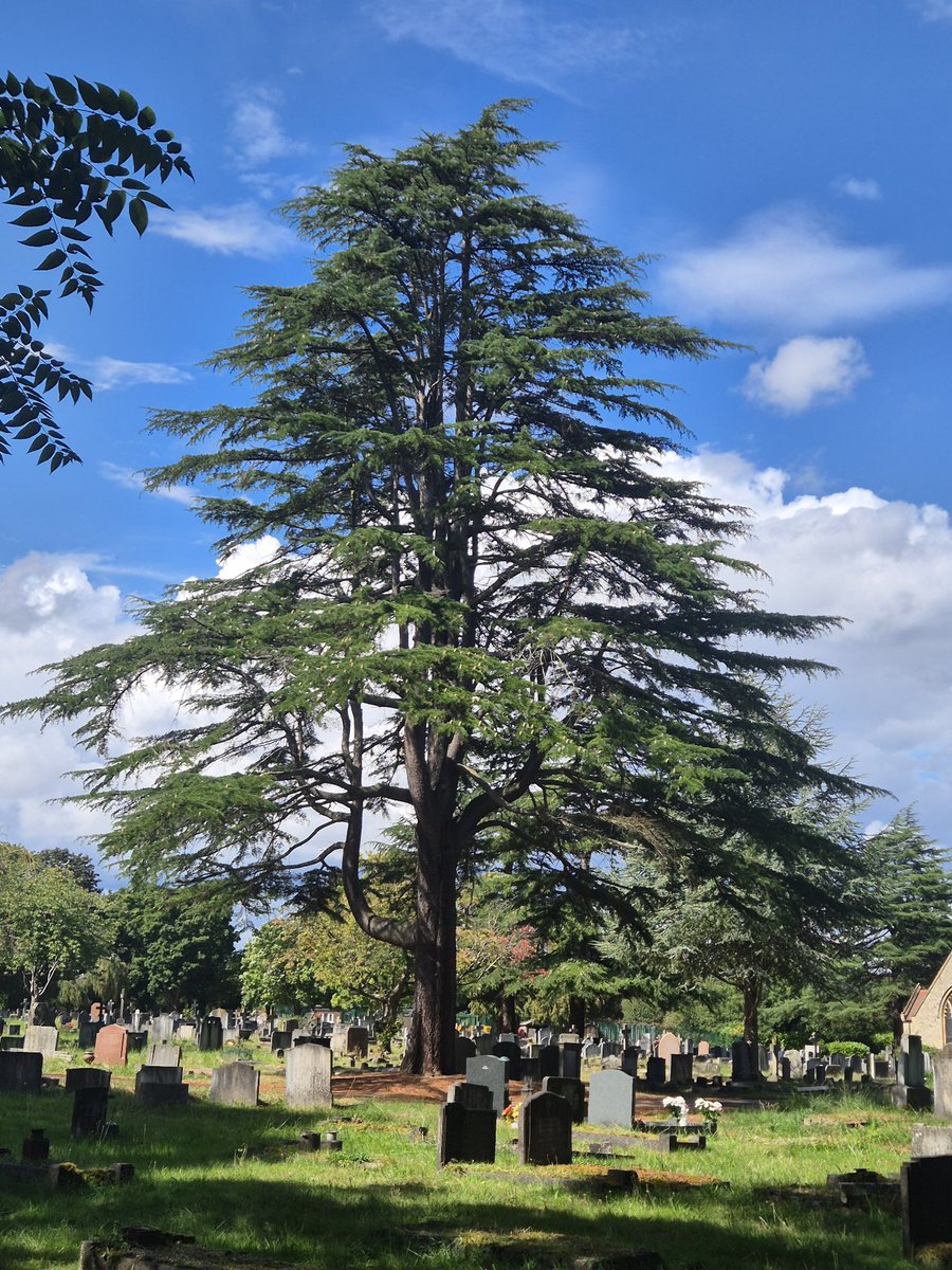 Vitalstatistix1's tweet image. Tree life amongst the ended lives.