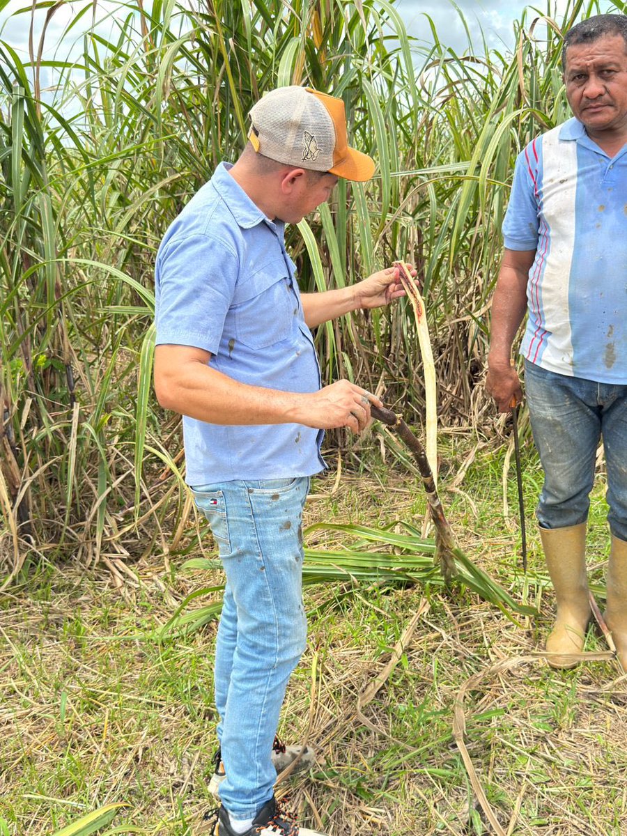 Continuamos en el campo! 🤝

Realizando un acompañamiento técnico constante y una exhaustiva evaluación de los cultivos junto a nuestros productores. Así garantizamos el mejor manejo agronómico para nuestra caña de azúcar, asegurando su óptimo desarrollo.

🇻🇪🎋 
📍Zona Majaguas