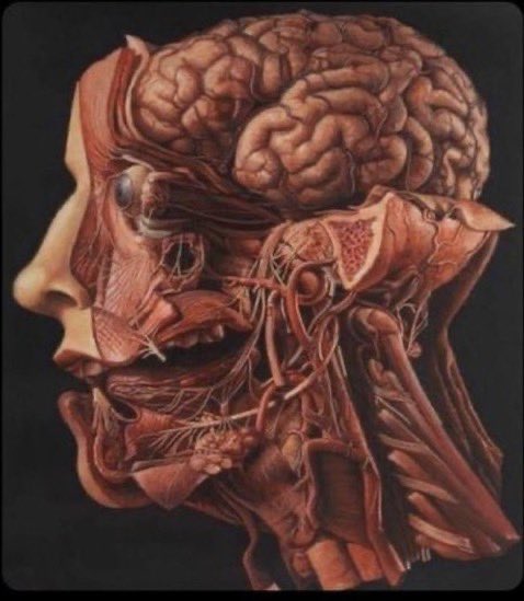 (وَفِي أَنْفُسِكُمْ أَفَلا تُبْصِرُونَ )