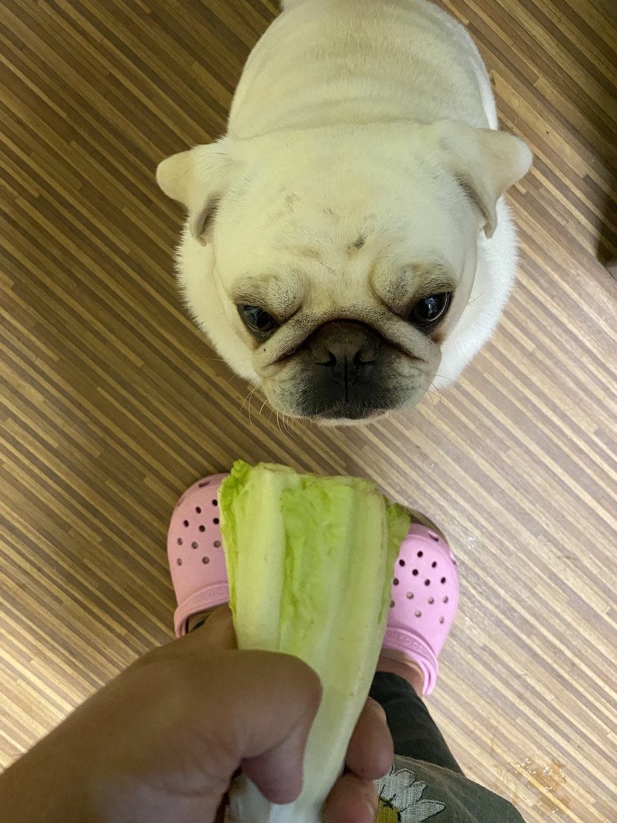 MadleeRage29's tweet image. Pals our Mum Is on a lifestyle change wiv a diet 🙄we keep on hearing about this “journey”she’s on?? Well it seems we were going on this “journey”wiv her but seems green stuff is coming wiv us too!! #PugProblems #PfftPugJourney 😵‍💫🤢💩💩💩💩