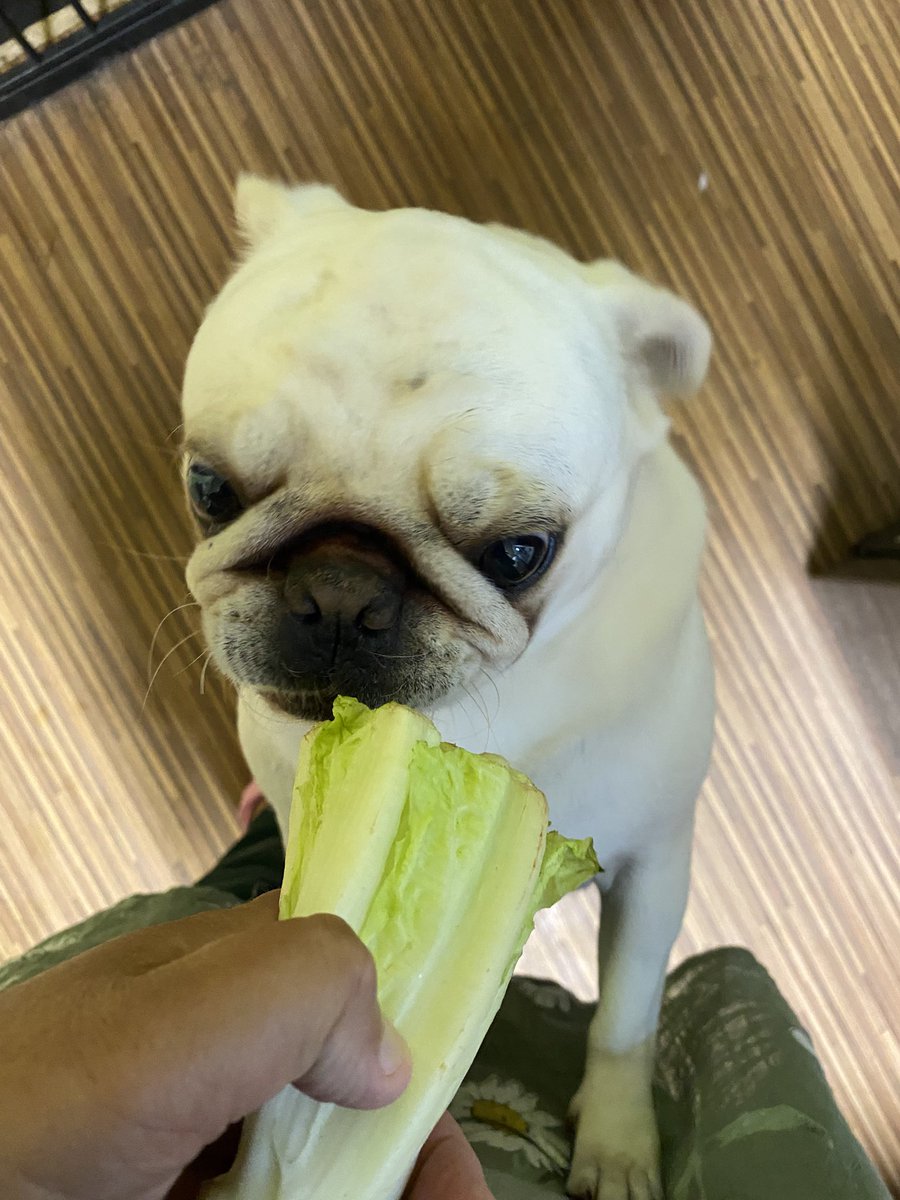 MadleeRage29's tweet image. Pals our Mum Is on a lifestyle change wiv a diet 🙄we keep on hearing about this “journey”she’s on?? Well it seems we were going on this “journey”wiv her but seems green stuff is coming wiv us too!! #PugProblems #PfftPugJourney 😵‍💫🤢💩💩💩💩