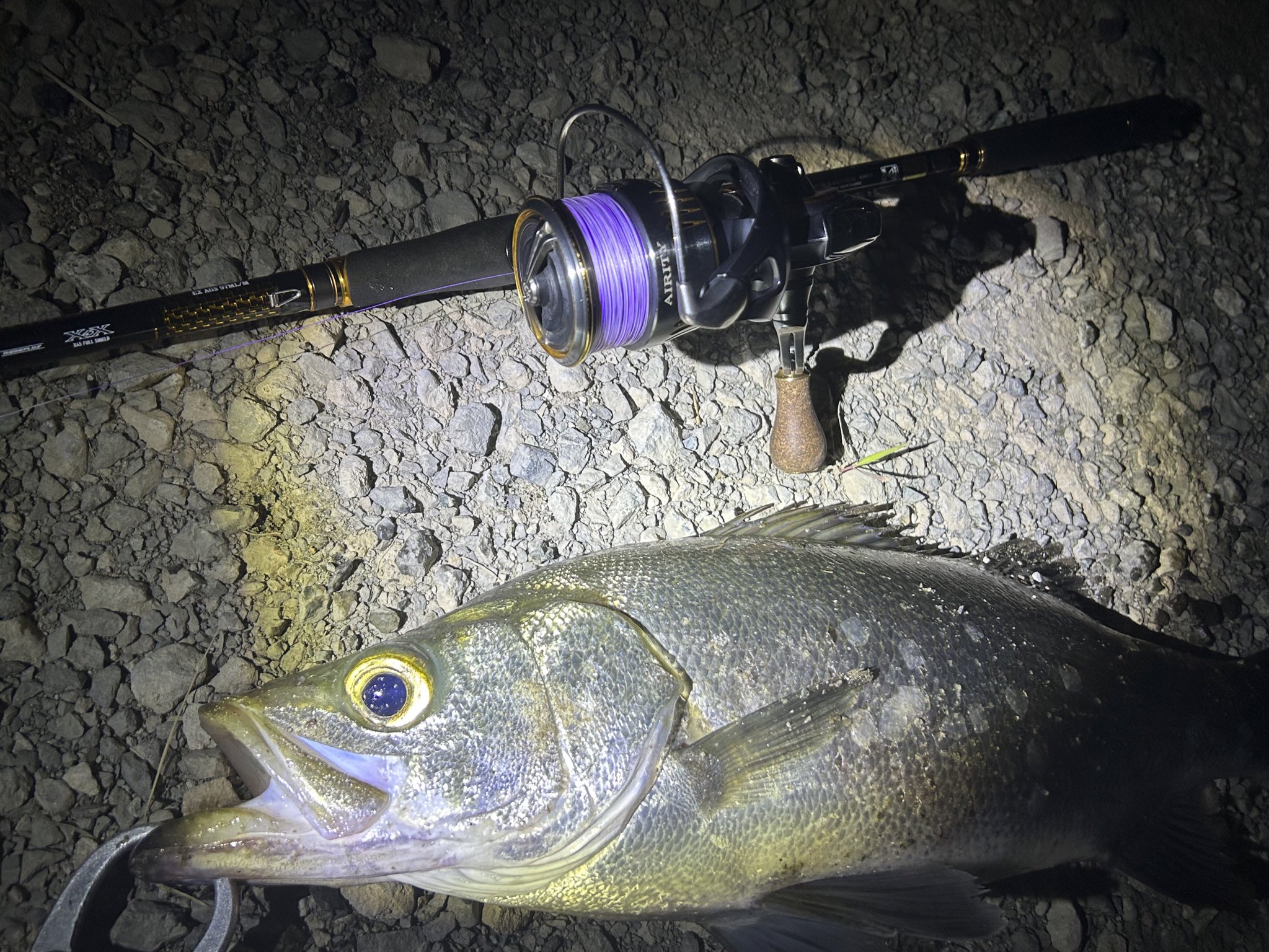 DAIWA SW Fishing Shore (@d_sw_shore) / X
