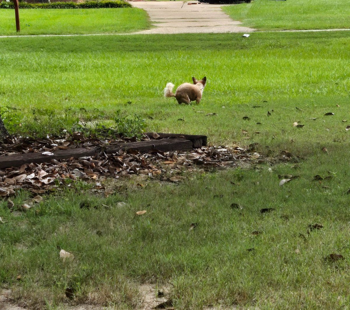 my dog pooping. I'm something like a wildlife photographer