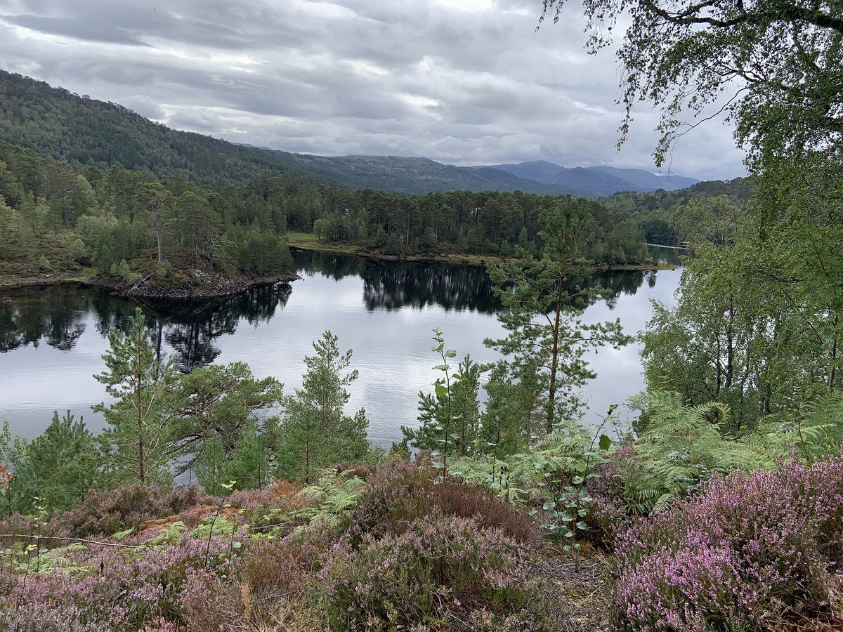 Denis Robson tweet media