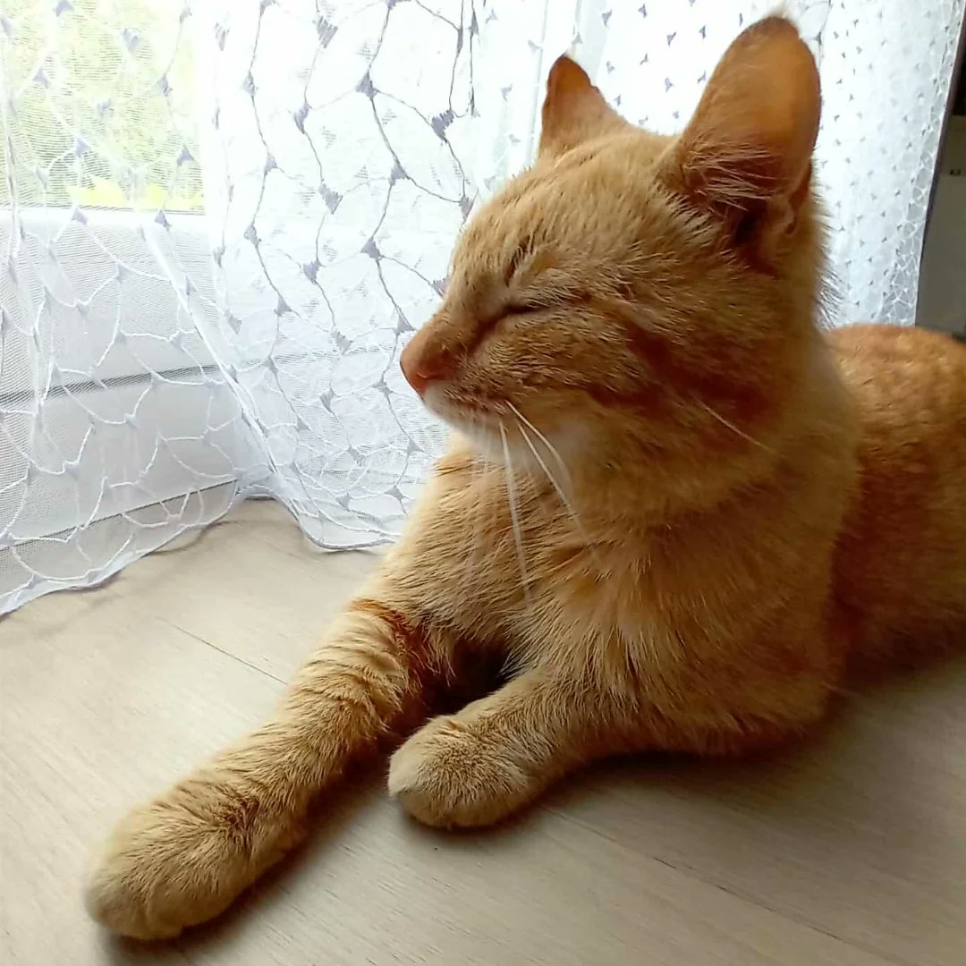 rachelleona72's tweet photo. A relaxed ginger cat lounging by the window😸😸😸
How do you relax like this cat after a long day?
#GingerFur
#SleepingCat
#PeacefulExpression
#SoftLight
#CozySetting
#WindowView https://t.co/22qvohKsDv
