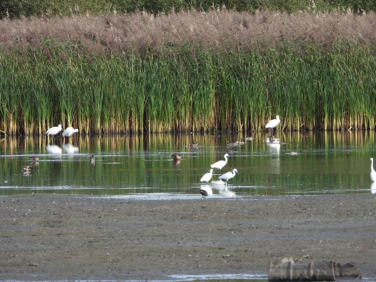 Andrew C Sims (@andysims4049) on Twitter photo Another record count at the mere this evening with 22 Grey Herons, 15 Little & 7 G W Egrets, 3 Spoonbills, 9 Snipe, 6 Lapwings, 1 Ruff & 1R Plover. <a href="/Lincsbirding/">Lincsbirding</a> <a href="/lincsbirders/">Lincsbirders.org</a> <a href="/PatchBirding/">Patchwork Challenge</a> <a href="/BTO_Lincs/">BTO Lincolnshire</a> <a href="/LincsWildlife/">Lincs Wildlife Trust</a> <a href="/LincsNaturalist/">LNU</a> Another record count at the mere this evening with 22 Grey Herons, 15 Little & 7 G W Egrets, 3 Spoonbills, 9 Snipe, 6 Lapwings, 1 Ruff & 1R Plover. <a href="/Lincsbirding/">Lincsbirding</a> <a href="/lincsbirders/">Lincsbirders.org</a> <a href="/PatchBirding/">Patchwork Challenge</a> <a href="/BTO_Lincs/">BTO Lincolnshire</a> <a href="/LincsWildlife/">Lincs Wildlife Trust</a> <a href="/LincsNaturalist/">LNU</a>