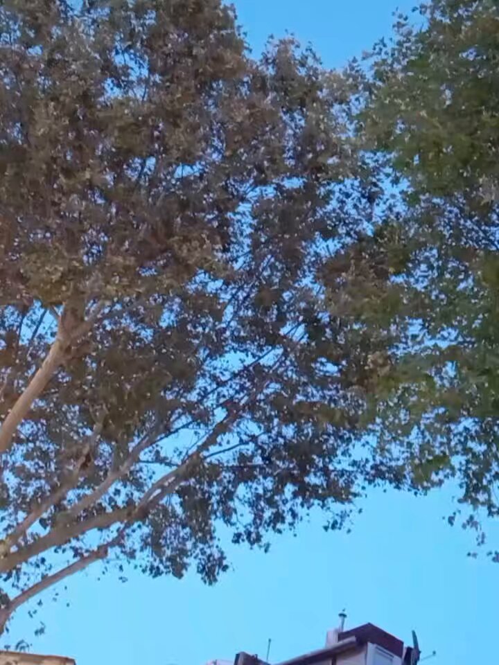 Bir ruh gülümsüyor gibi derinden
Mehtabın ördüğü saatler nerde? 

Ahmet Hamdi Tanpınar