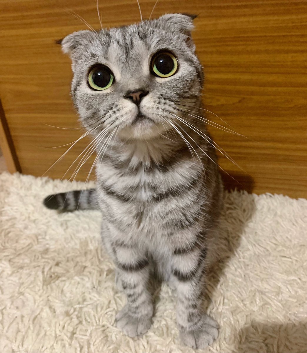 Я рассказала ей что за неё почти весь твиттер кулачки держит и что она обязательно должна справиться и всё будет хорошо 🥺

И будем мы жить счастливой кошачьей жизнью как поправимся, кушать вкусни, гладить пузико ❤️